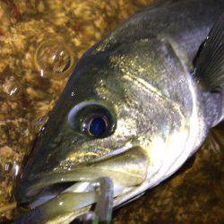 西宮跳ね橋　６０マルチ